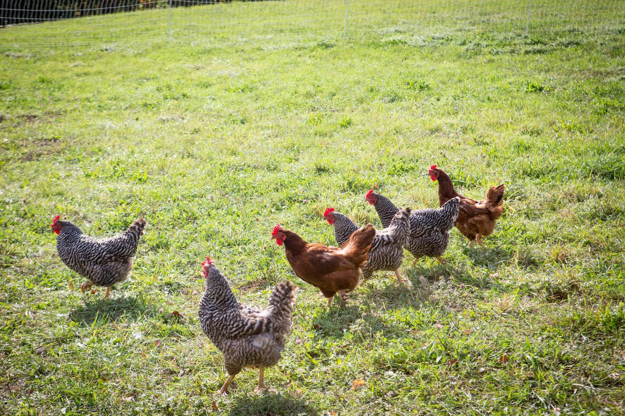 Вилла Woodstock Sustainable Farms Номер фото
