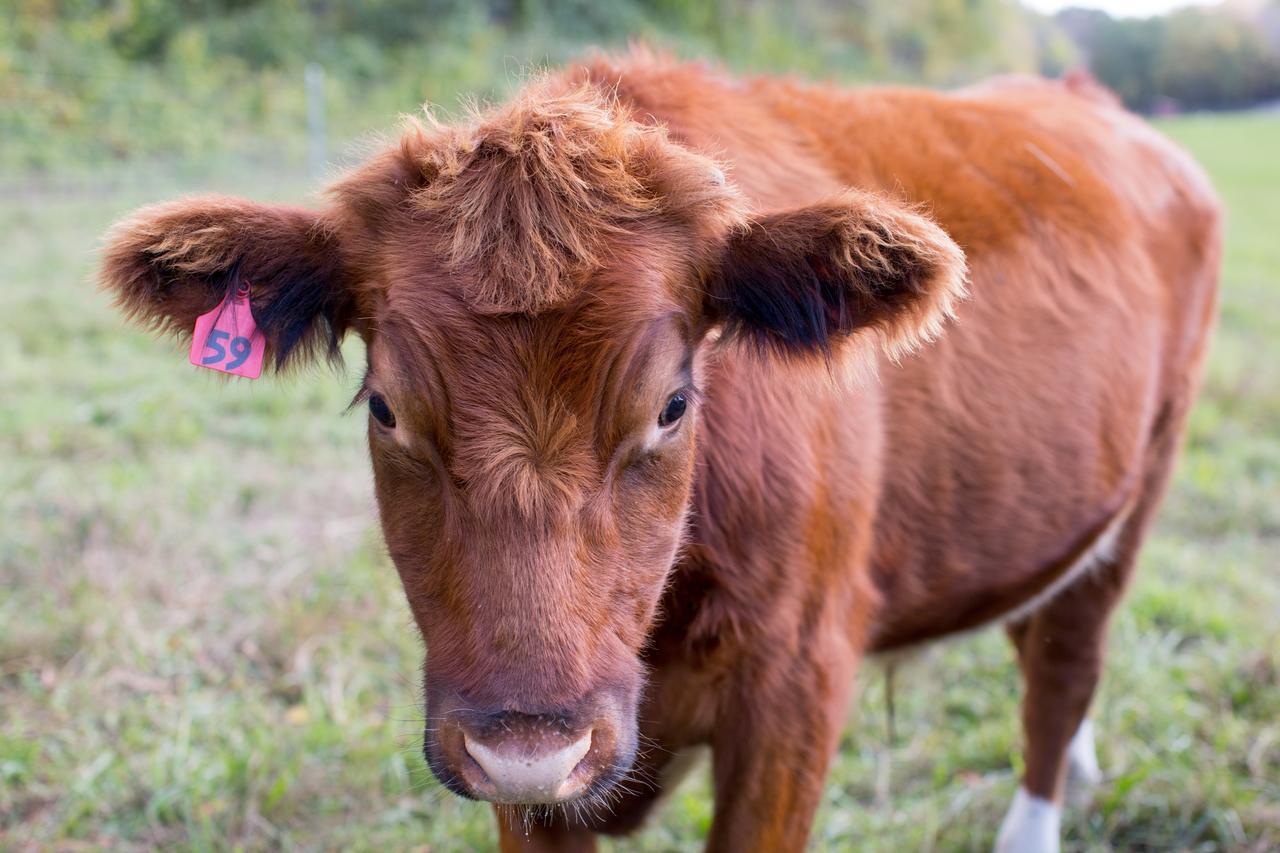 Вилла Woodstock Sustainable Farms Номер фото