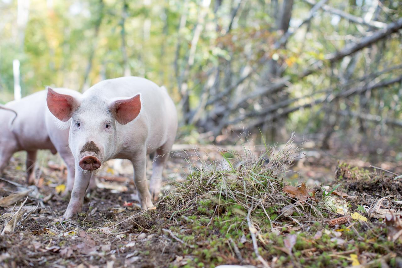 Вилла Woodstock Sustainable Farms Номер фото